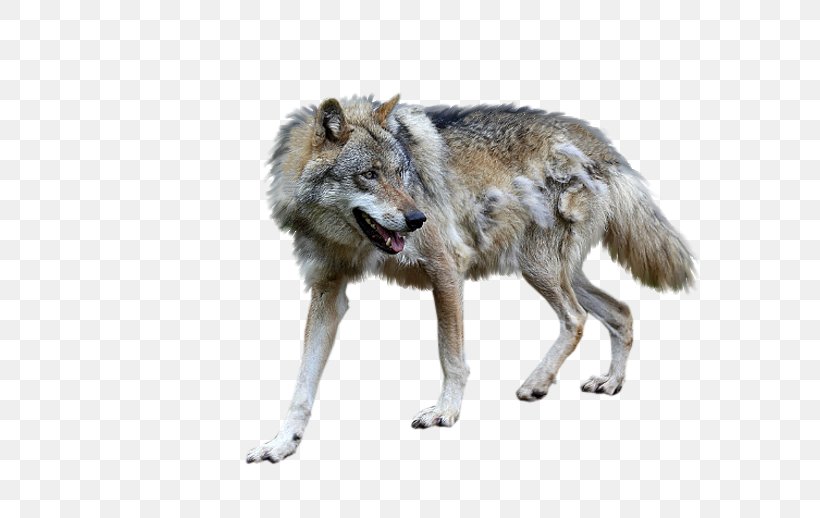 Alaskan Tundra Wolf Coyote Wolfdog Jackal, PNG, 640x518px, Alaskan Tundra Wolf, Animaatio, Animal, Canis, Canis Lupus Tundrarum Download Free