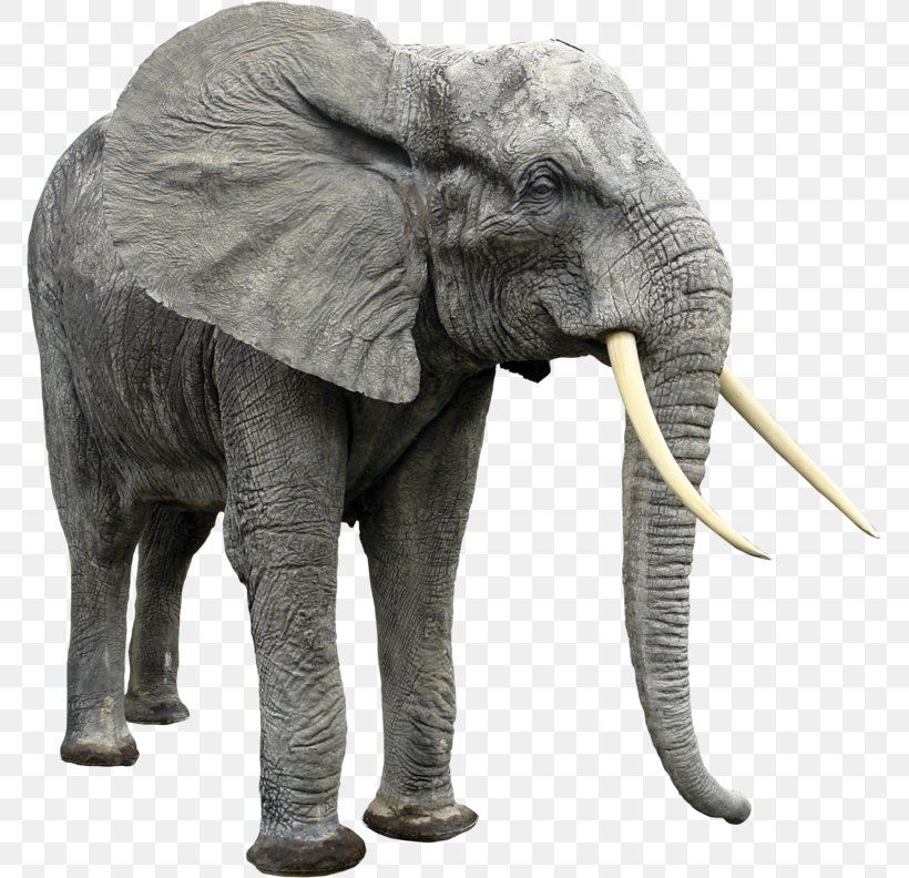 Asian Elephant Elephantidae Clip Art, PNG, 771x792px, Asian Elephant, African Elephant, Display Resolution, Dots Per Inch, Elephant Download Free