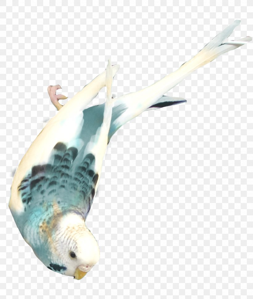 Bird, PNG, 1021x1211px, Bird, Beak, Common Pet Parakeet, Digital Image, Fauna Download Free