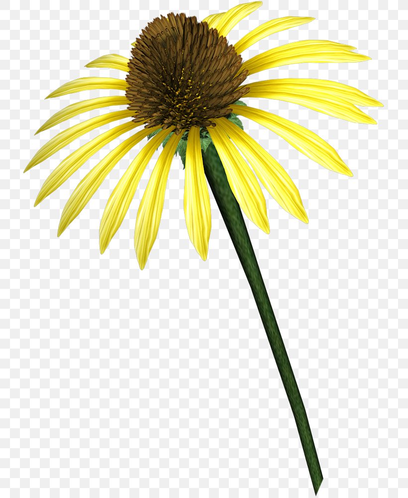 Flower Plant Clip Art, PNG, 731x1000px, Flower, Coneflower, Cut Flowers, Daisy, Daisy Family Download Free