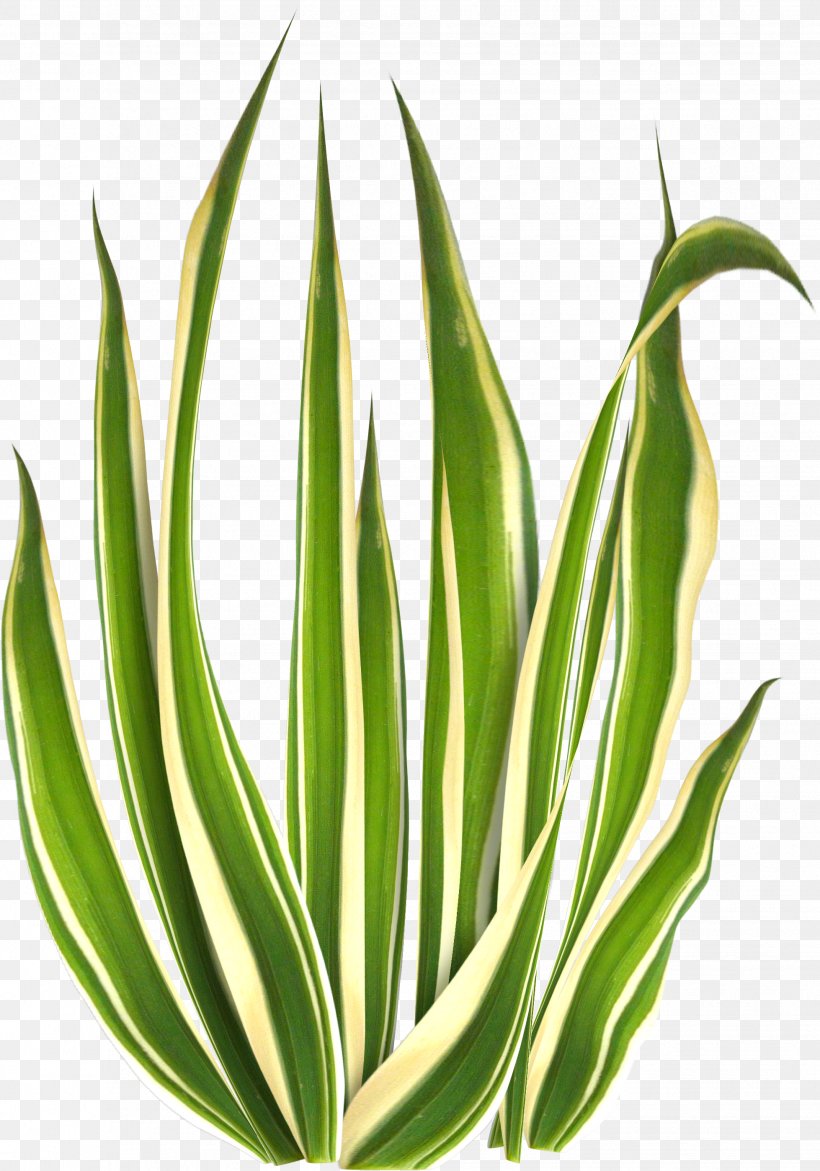 Green Beach Gratis Icon, PNG, 1958x2798px, Green, Agave, Aloe, Baby Blue, Beach Download Free