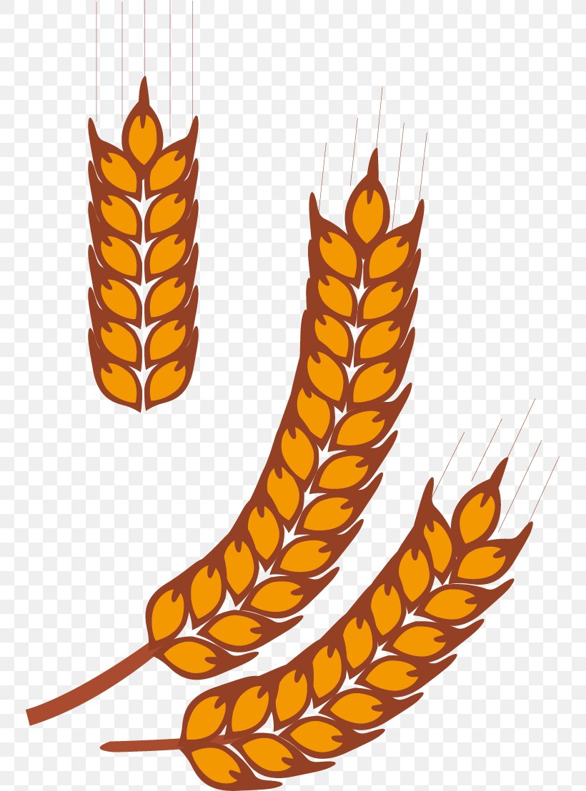 Rice Gadu Paddy Field Gratis, PNG, 747x1108px, Rice Gadu, Barley, Cereal, Commodity, Food Download Free