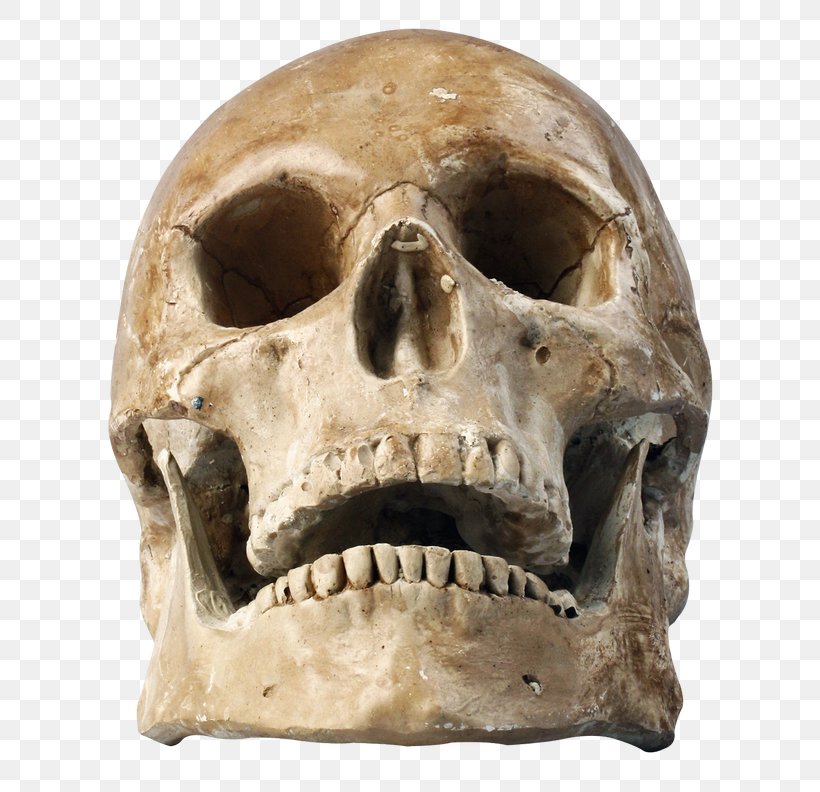 Skull Bone Jaw Head Skeleton, PNG, 660x792px, Skull, Anthropology, Bone, Head, Jaw Download Free