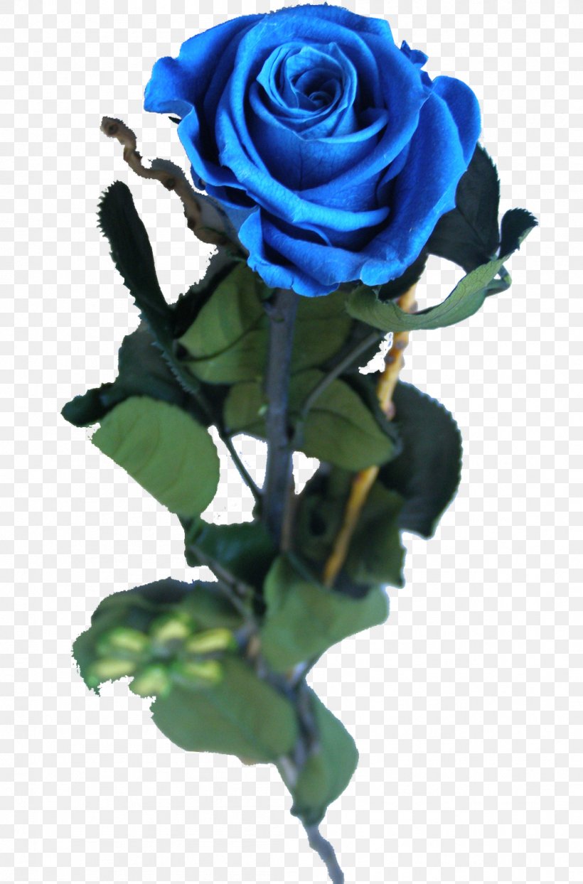 Blue Rose Garden Roses Centifolia Roses Cut Flowers, PNG, 1054x1600px, Blue Rose, Blue, Centifolia Roses, Cook, Cut Flowers Download Free