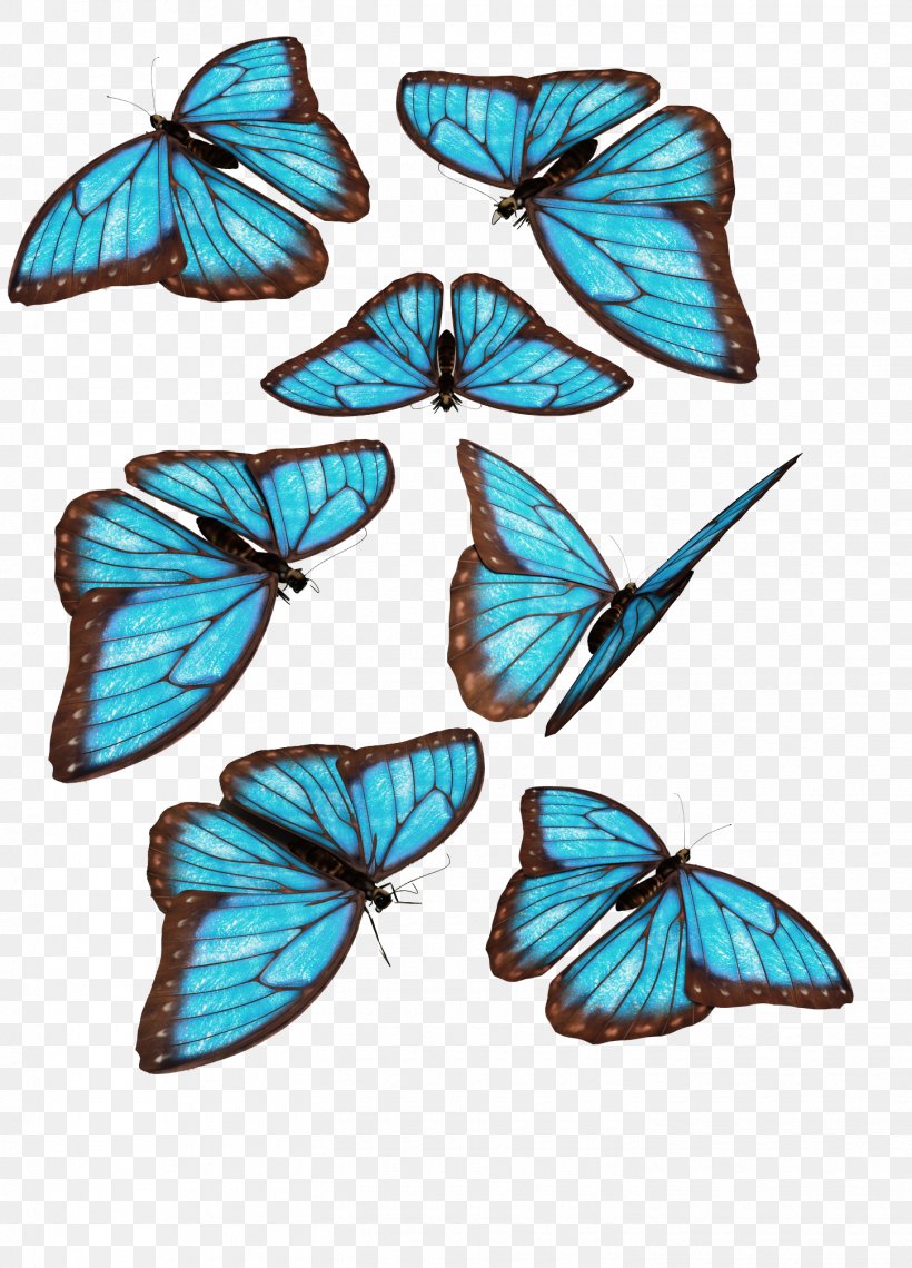 Butterfly Morpho Menelaus Morpho Godarti Blue, PNG, 1450x2017px ...