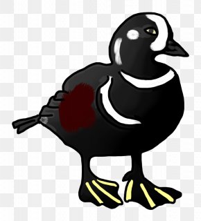 Black Duck - Duck Goose Clip Art PNG