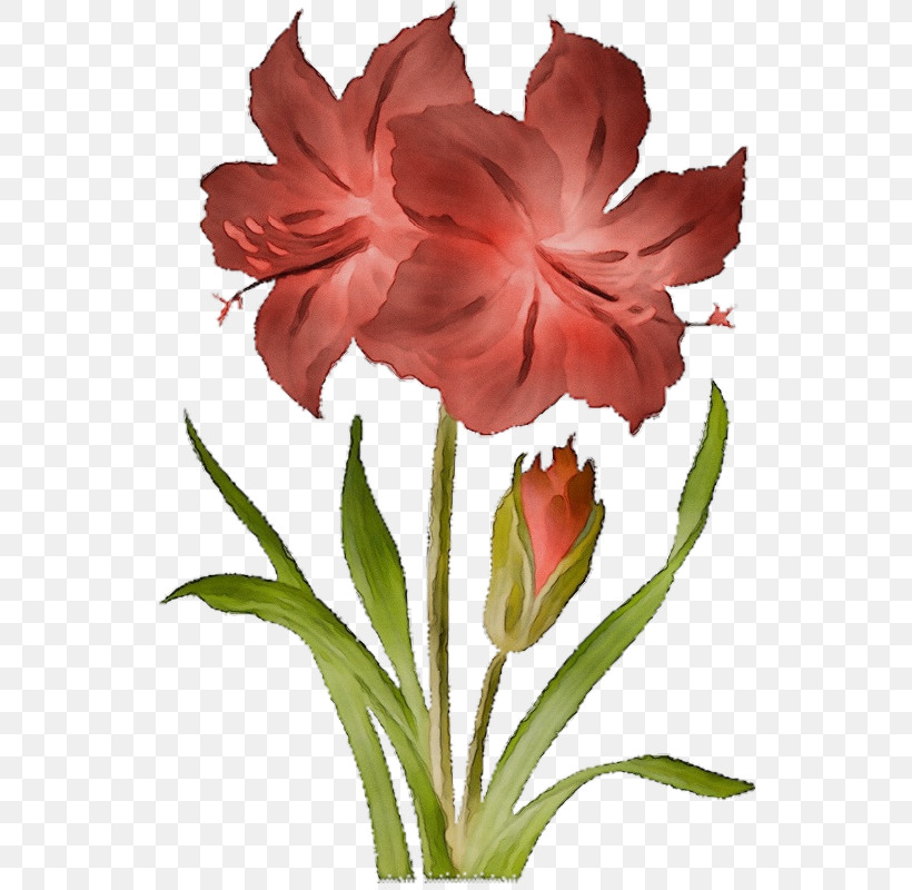 Floral Design, PNG, 540x800px, Watercolor, Amaryllis, Canna, Cut Flowers, Daylilies Download Free