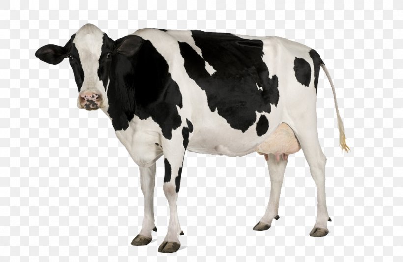 Holstein Friesian Cattle Simmental Cattle Stock Photography Dairy Cattle Dairy Farming, PNG, 1000x650px, Holstein Friesian Cattle, Calf, Cattle, Cattle Feeding, Cattle Like Mammal Download Free