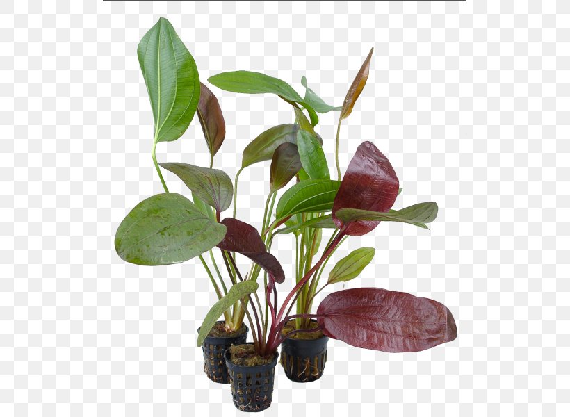 Leaf Flowerpot Houseplant Plant Stem Herb, PNG, 523x600px, Leaf, Flowerpot, Herb, Houseplant, Plant Download Free