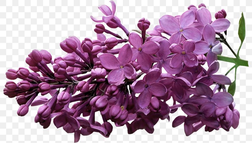 Lilac Violet Clip Art, PNG, 800x467px, Lilac, Digital Image, Flower, Flowering Plant, Photography Download Free