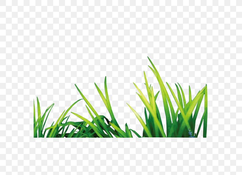 PhotoScape Software, PNG, 591x591px, Photoscape, Gimp, Grass, Grass Family, Green Download Free