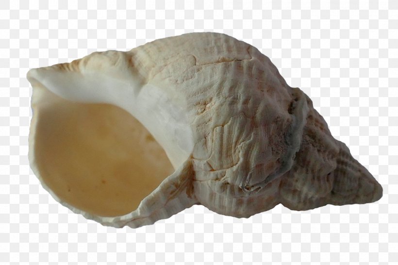 Seashell Gastropod Shell Snail Bivalvia, PNG, 960x640px, Clam, Artifact, Beach, Bivalvia, Conch Download Free