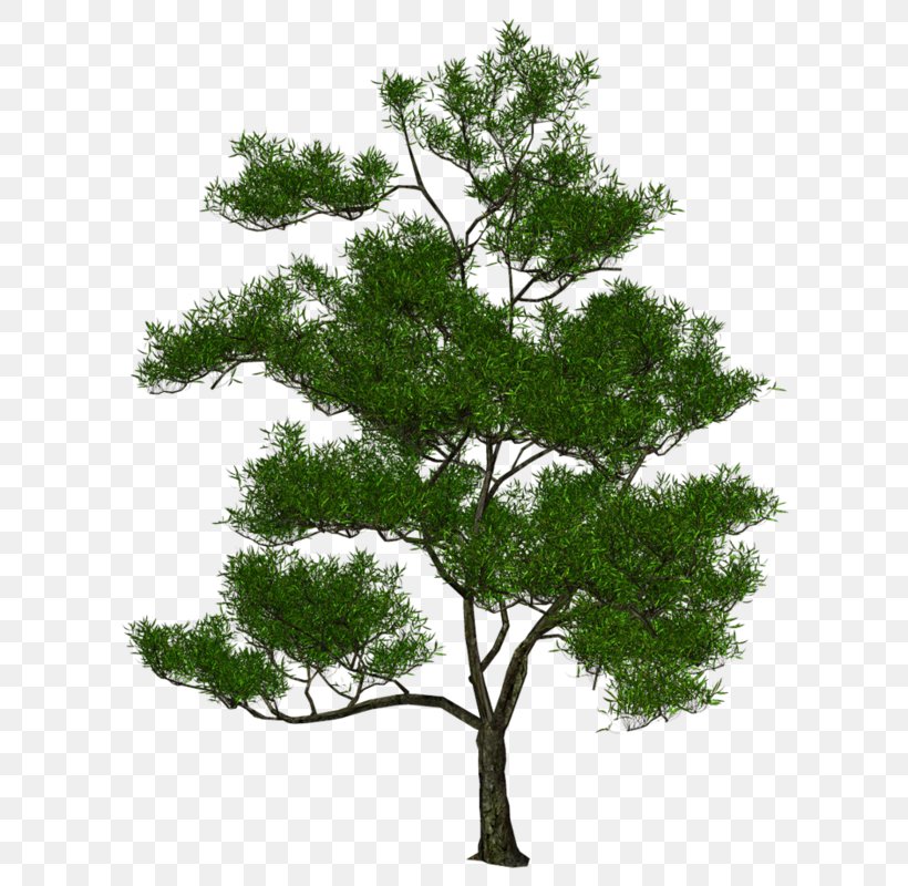 Tree 3D Computer Graphics Natural Environment Photography, PNG, 659x800px, 3d Computer Graphics, Tree, Branch, Colourbox, Depositphotos Download Free