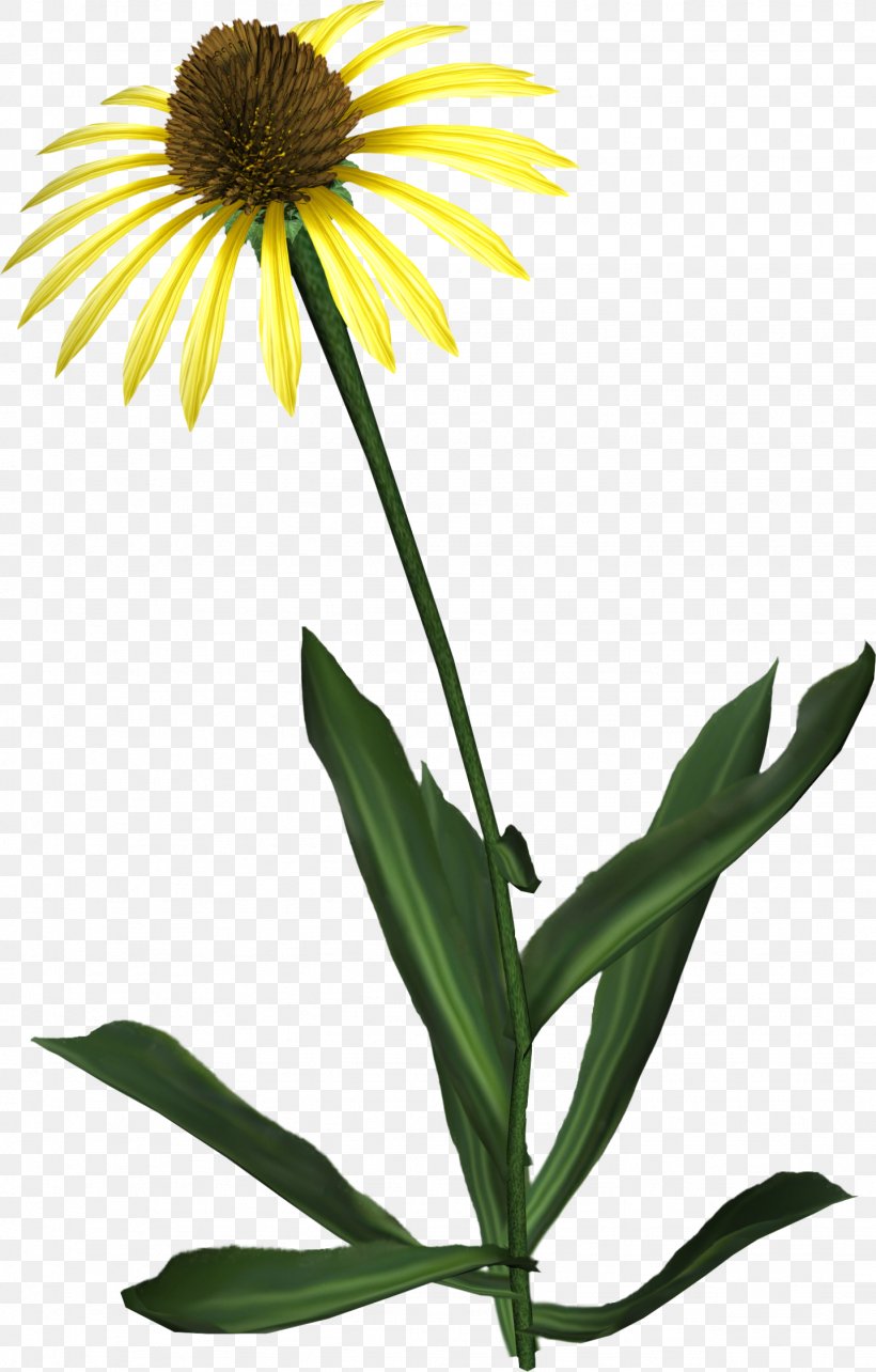 Common Sunflower Daisy Family Clip Art, PNG, 1436x2250px, Flower, Common Sunflower, Coneflower, Daisy, Daisy Family Download Free