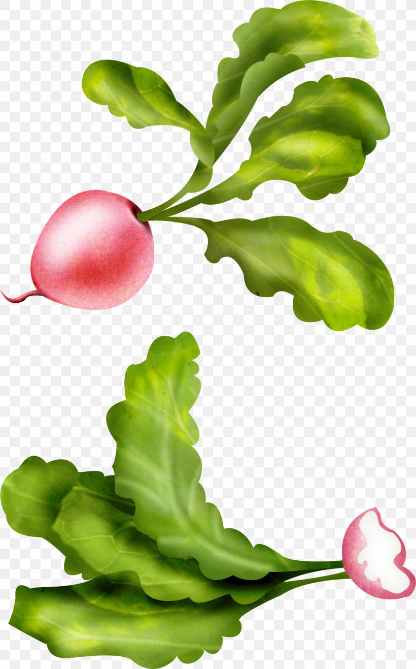 Garden Radish Clip Art Daikon Image, PNG, 1471x2364px, Garden Radish, Daikon, Flower, Food, Greens Download Free