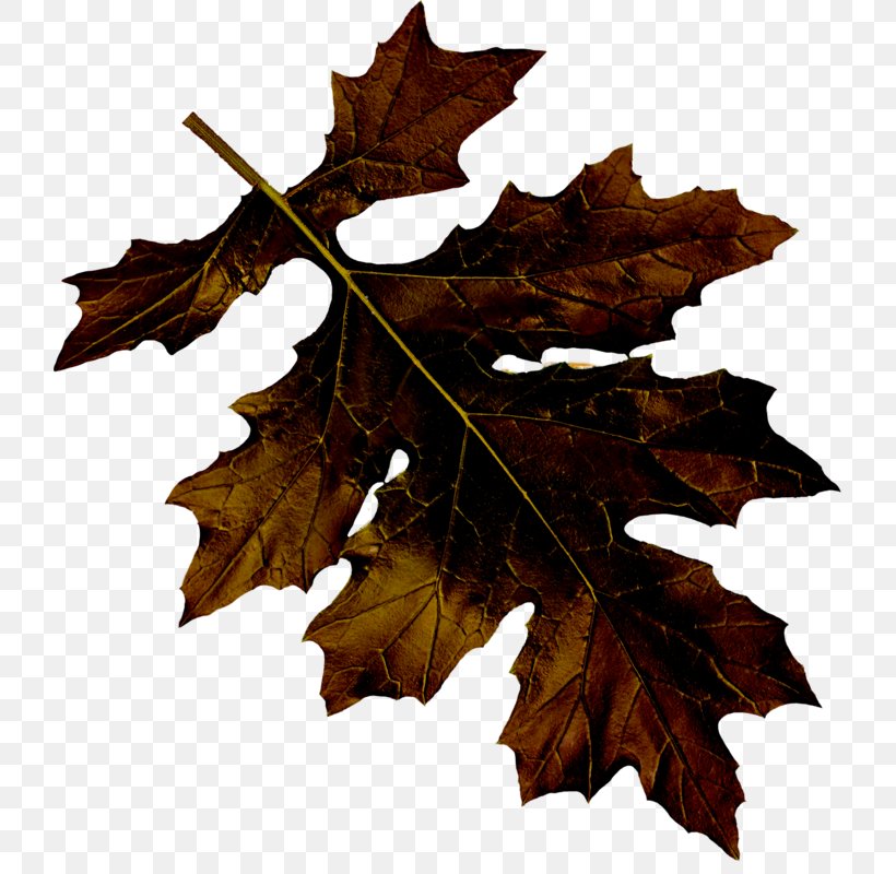 Maple Leaf Euclidean Vector, PNG, 721x800px, Maple Leaf, Concepteur, Gratis, Leaf, Resource Download Free