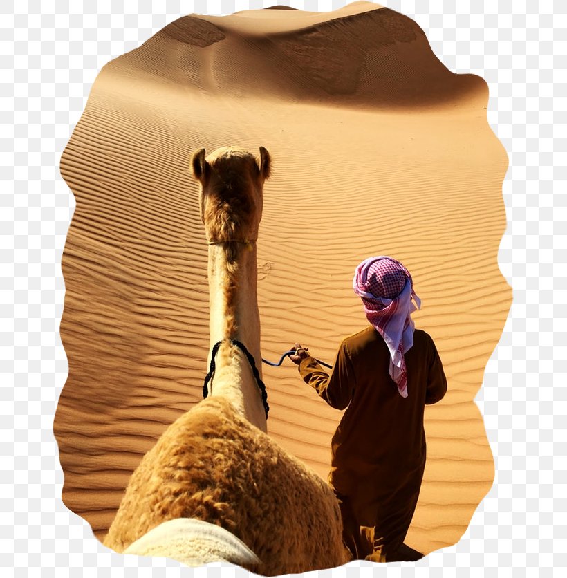 Photography Burj Al Arab Jumeirah Image, PNG, 668x836px, Burj Al Arab Jumeirah, Adaptation, Aeolian Landform, Arabian Camel, Camel Download Free