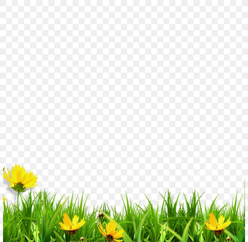 Clip Art, PNG, 800x800px, Computer Software, Daisy, Flower, Fundal, Grass Download Free