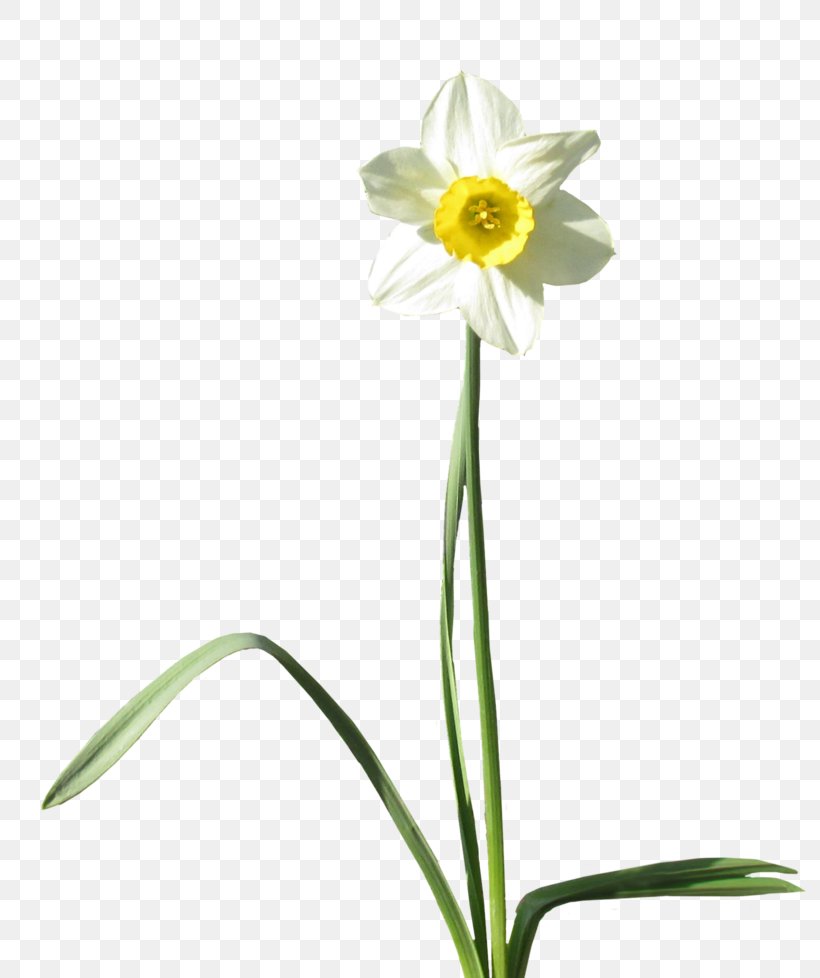 Daffodil Desktop Wallpaper Clip Art, PNG, 800x978px, Daffodil, Amaryllis Family, Art, Bud, Cut Flowers Download Free