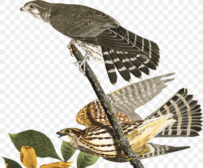 Finch Hawk Dribbble Buzzard Falcon, PNG, 1425x1182px, Finch, Animal, Beak, Bird, Bird Of Prey Download Free