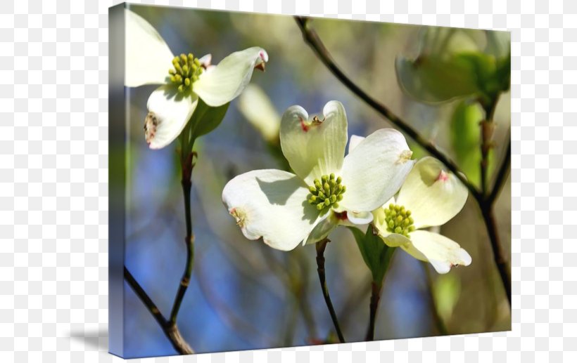 Flora Flowering Dogwood Desktop Wallpaper Wildflower, PNG, 650x517px, Flora, Birthday, Blossom, Branch, Computer Download Free