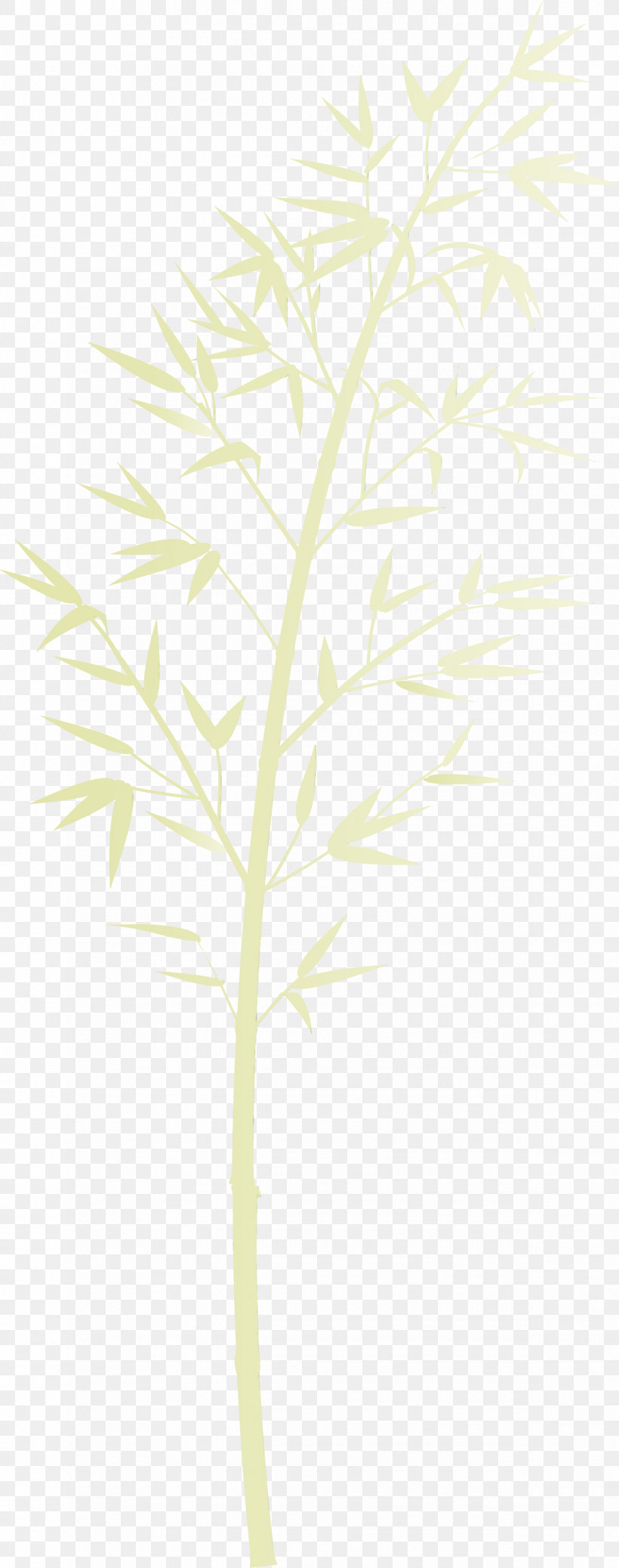 Leaf Plant Tree Plant Stem Twig, PNG, 1185x3000px, Bamboo, Branch, Flower, Grass, Leaf Download Free