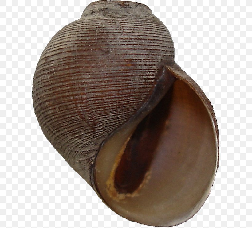 Afropomus Balanoidea Asolene Felipponea Architaenioglossa, PNG, 611x743px, Gastropods, Ampullariidae, Clams Oysters Mussels And Scallops, Creative Commons, Creative Commons License Download Free