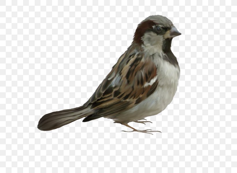 Bird House Sparrow Clip Art, PNG, 652x600px, Bird, Animal, Beak, Digital Image, Emberizidae Download Free
