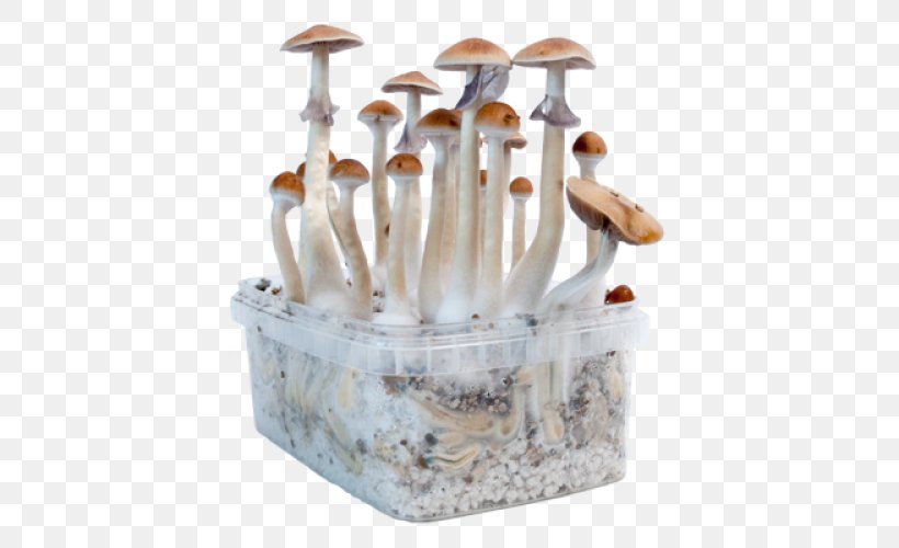 Edible Mushroom Magic Mushrooms Psilocybin Mushroom, PNG, 500x500px, Edible Mushroom, Dose, Fungus, Hallucinogen, Ingredient Download Free
