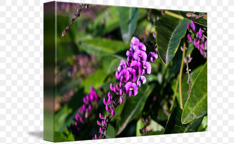 Flower Vine Purple Violet Plant, PNG, 650x504px, Flower, Black, Blue, Flora, Flowering Plant Download Free