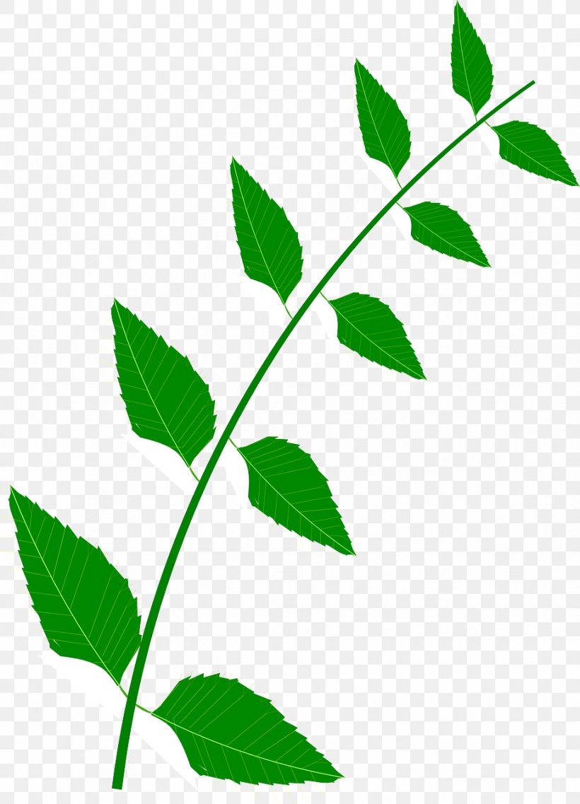 Medicine Food Medicinal Plants Leaf Clip Art, PNG, 923x1280px, Medicine, Animaatio, Branch, Flower, Food Download Free