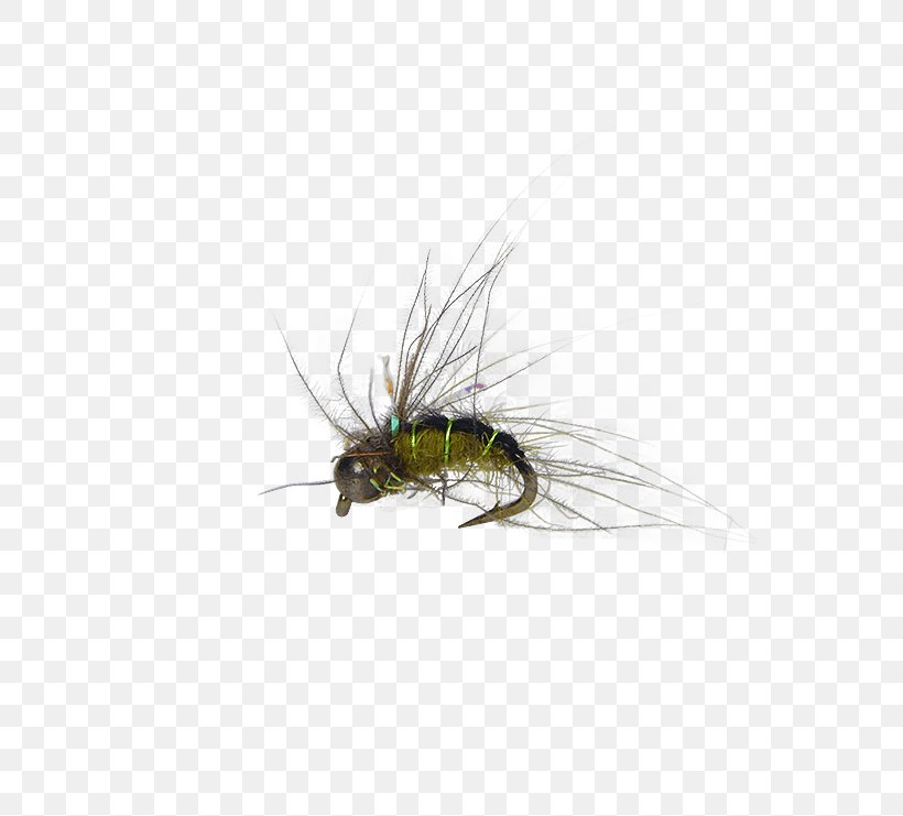 Artificial Fly Pupa Caddisfly Fly Fishing, PNG, 555x741px, Fly, Artificial Fly, Brand Ambassador, Caddisfly, Cdc Download Free