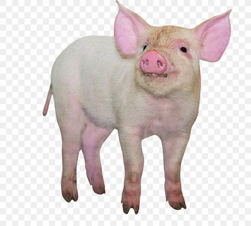 Domestic Pig Google Images Designer Livestock, PNG, 1024x922px, Domestic Pig, Designer, Fauna, Google Images, Information Download Free