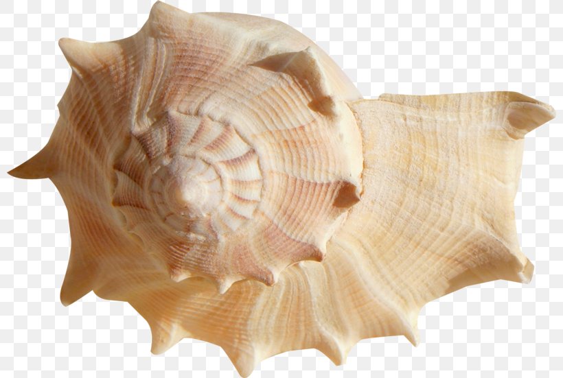 Seashell Mollusc Shell Ocean Clam, PNG, 800x551px, Seashell, Beach, Clam, Clams Oysters Mussels And Scallops, Cockle Download Free