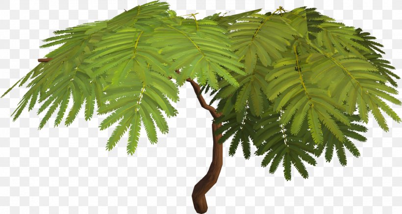 Tree Albizia Julibrissin Sensitive Plant Acacia Arecaceae, PNG, 1493x794px, Tree, Acacia, Albizia Julibrissin, Arecaceae, Arecales Download Free