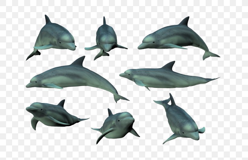 Tucuxi Common Bottlenose Dolphin Mammal, PNG, 760x528px, Tucuxi, Animal, Common Bottlenose Dolphin, Dolphin, Fauna Download Free