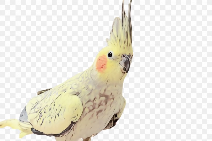 Bird Cockatiel Cockatoo Parrot Sulphur-crested Cockatoo, PNG, 2448x1632px, Watercolor, Beak, Bird, Cockatiel, Cockatoo Download Free