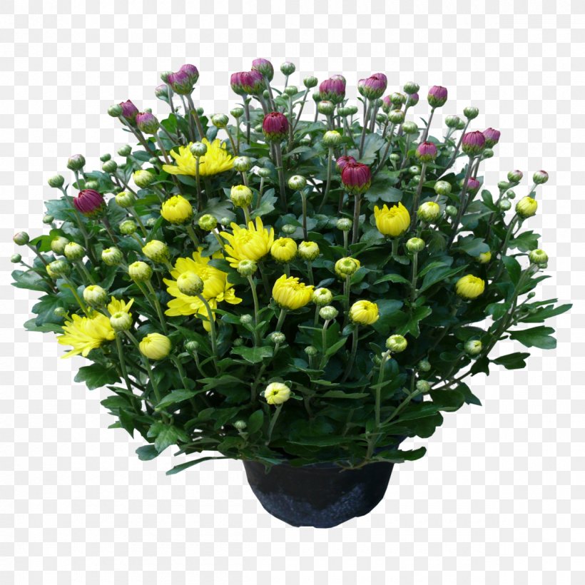 Chrysanthemum Floral Design Cut Flowers Flower Bouquet, PNG, 1200x1200px, Chrysanthemum, Annual Plant, Aster, Chrysanths, Cut Flowers Download Free