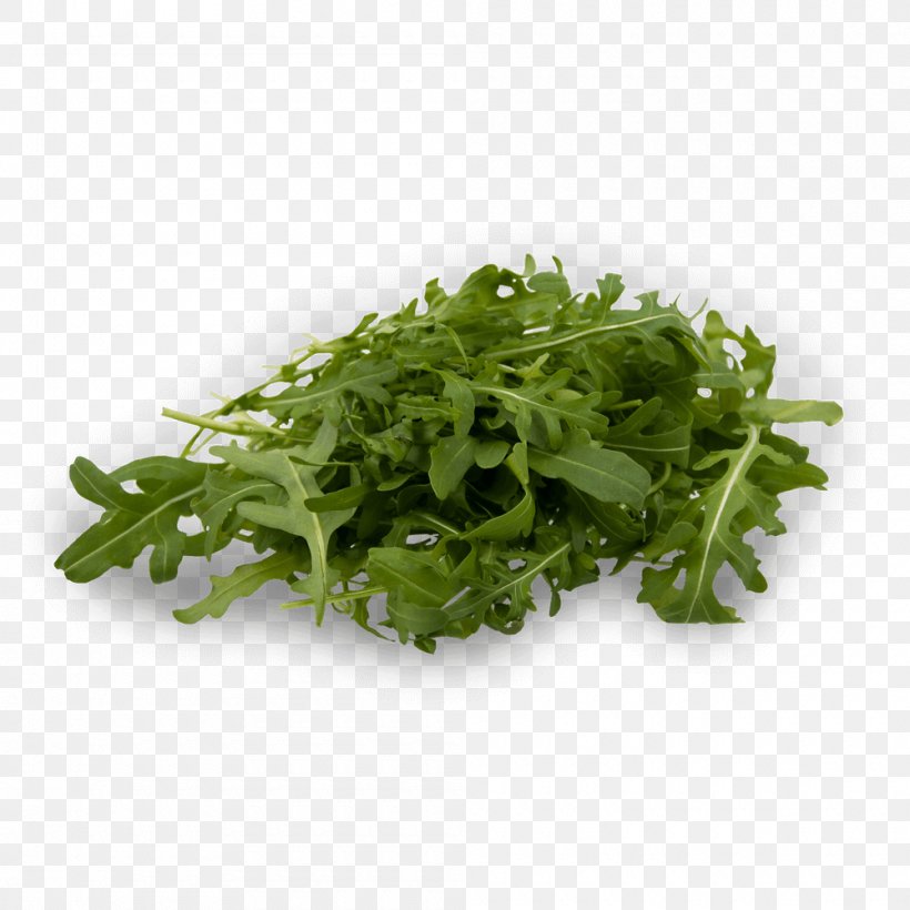 Lettuce Arugula Salad Vegetable Endive, PNG, 1000x1000px, Lettuce, Arugula, Coriander, Endive, Herb Download Free
