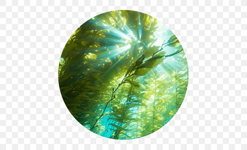 Cortes Bank Underwater Photography Kelp Forest, PNG, 500x500px, Underwater, Freediving, Giant Kelp, Green, Kelp Download Free