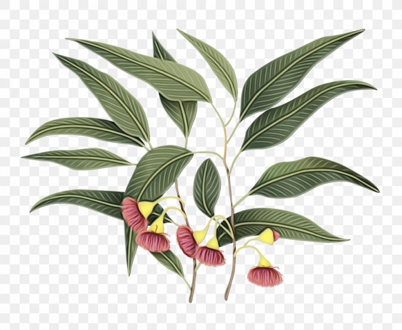 Flowering Plant Plant Leaf Flower Terrestrial Plant, PNG, 1000x823px, Watercolor, Eucalyptus, Flower, Flowering Plant, Houseplant Download Free