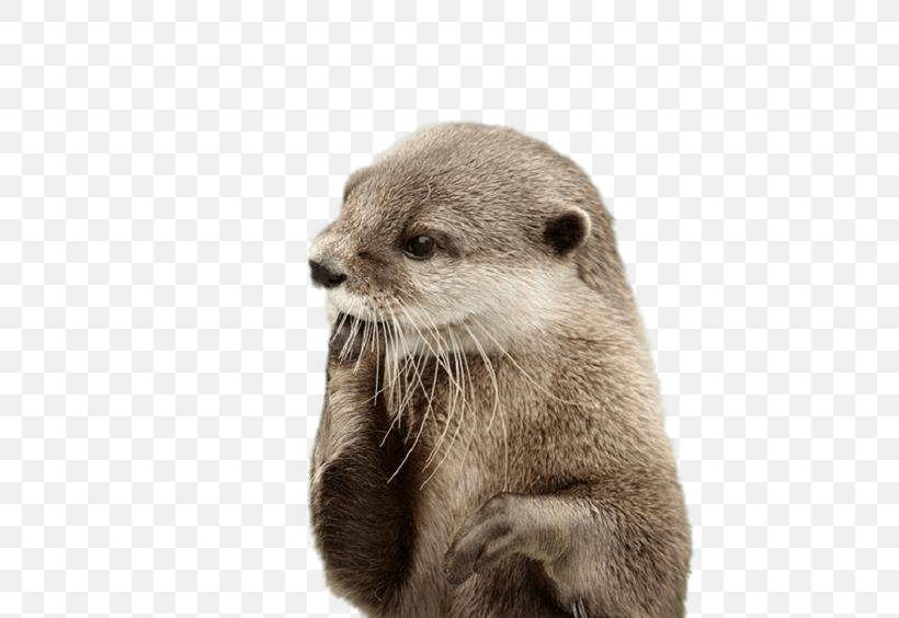 Sea Otter North American River Otter Beaver Dog, PNG, 564x564px, Otter, Animal, Aquatic Animal, Aquatic Mammal, Asian Smallclawed Otter Download Free