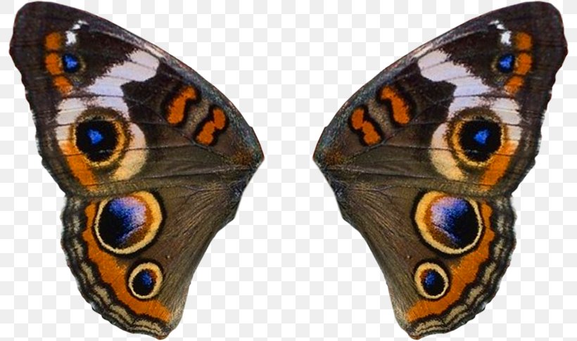 Common Buckeye Fairy Butterflies And Moths Clip Art, PNG, 798x485px, Common Buckeye, Animal, Author, Automation, Brush Footed Butterfly Download Free
