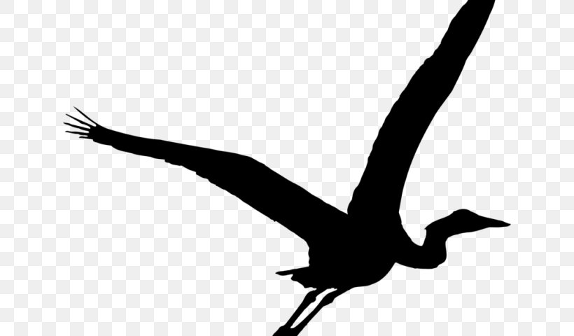 Green Heron Bird Crane Great Blue Heron, PNG, 640x480px, Heron, Beak, Bird, Blackandwhite, Blackcrowned Night Heron Download Free