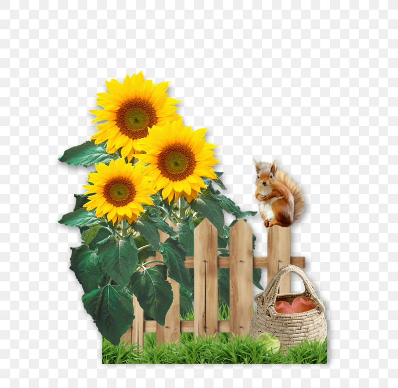 Sunflower, PNG, 800x800px, Sunflower, Asterales, Bouquet, Cut Flowers, Daisy Family Download Free