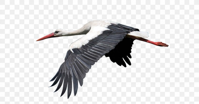 White Stork Bird Heron Image, PNG, 1200x630px, White Stork, Animal, Beak, Bird, Ciconia Download Free