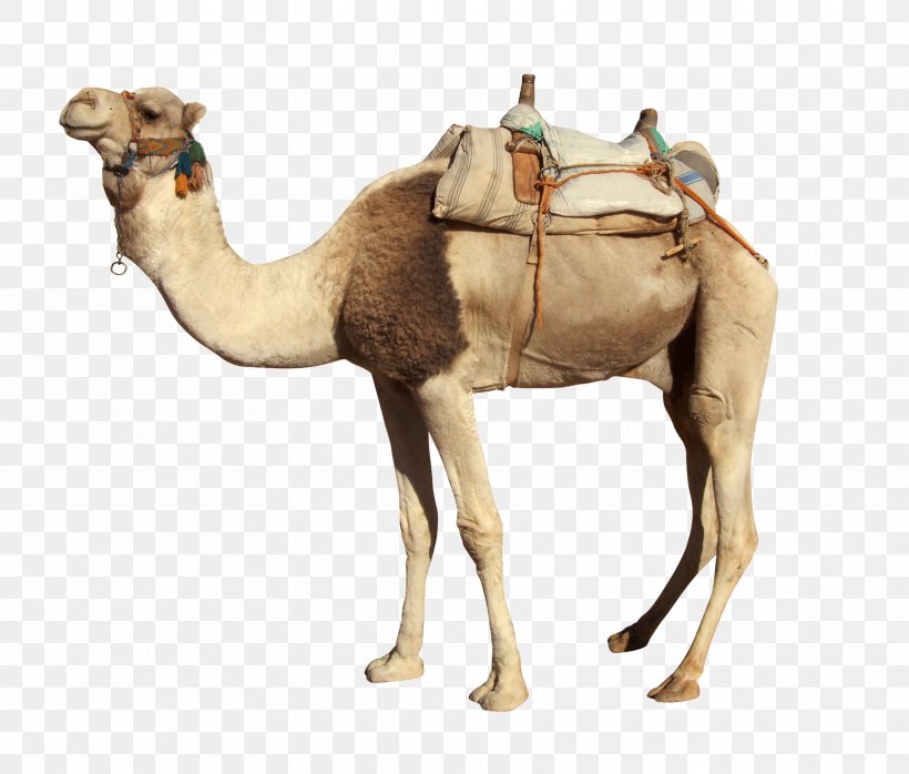 Camel Stock Photography Royalty-free Image, PNG, 1717x1463px, Camel, Animal Figure, Arabian Camel, Camelid, Fotosearch Download Free