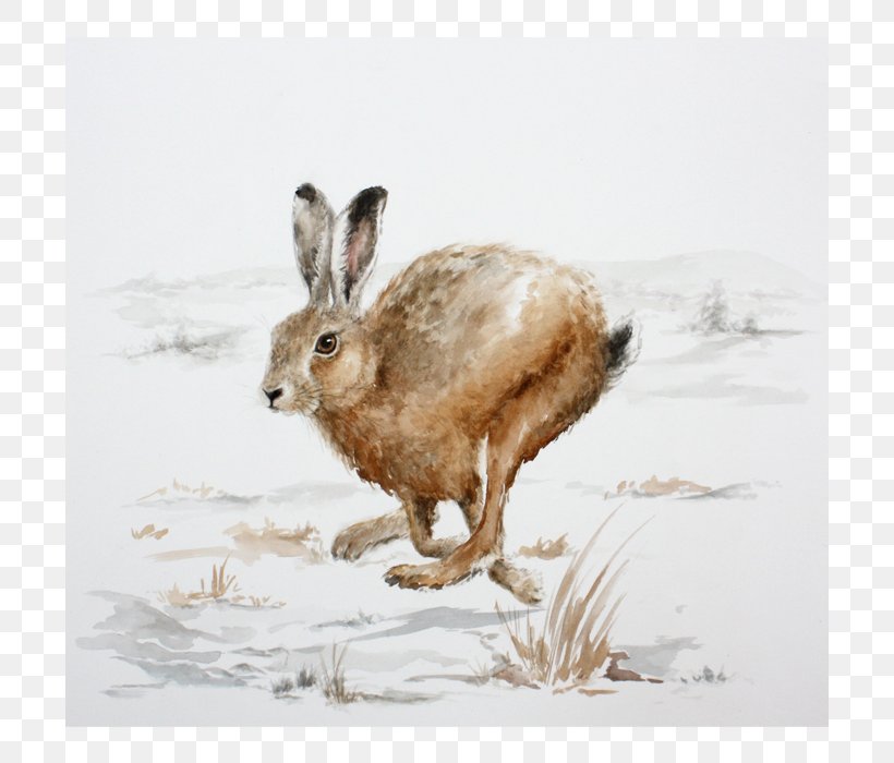 Domestic Rabbit Paper Screen Printing Hare, PNG, 700x700px, Domestic Rabbit, Artist, Drawing, Etching, Fauna Download Free