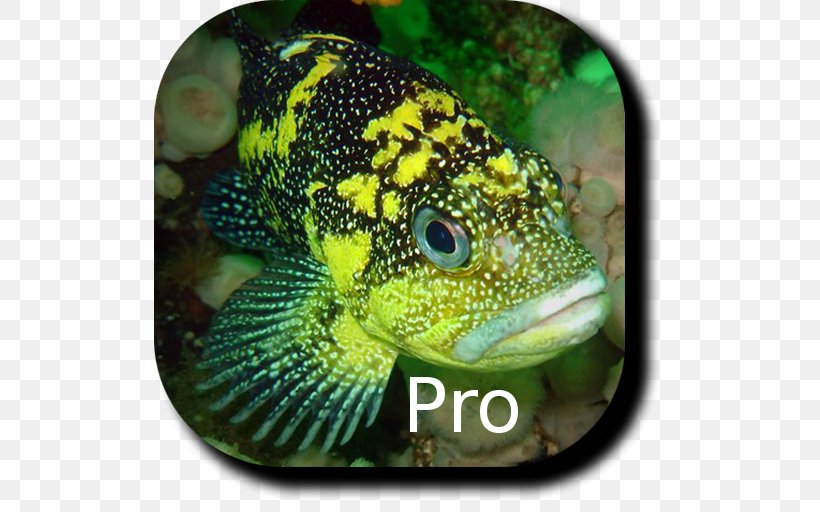 Lizard Terrestrial Animal Fish, PNG, 512x512px, Lizard, Animal, Fauna, Fish, Organism Download Free