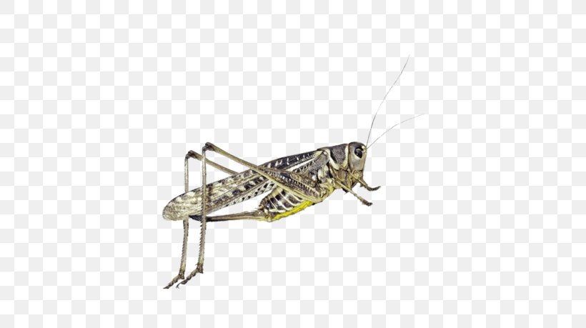 Locust Grasshopper Borboleta Pterygota Dragonfly, PNG, 600x459px, Locust, Apoidea, Arthropod, Borboleta, Caelifera Download Free